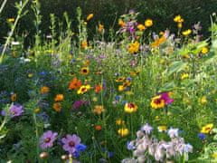 Glaeser cvetlični travnik brez trave, Honey & Butterfly, 10 x 1.2 m (600125)