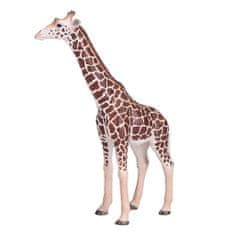 Žirafa Mojo samec