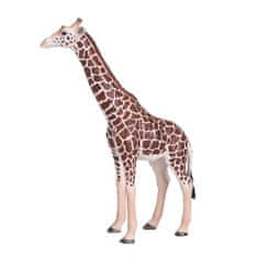 Žirafa Mojo samec