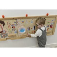 Masterkidz Montessori tabla za izobraževanje o življenjskem ciklu