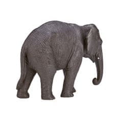Indijski slon Mojo