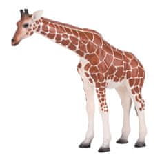 Žirafa Mojo samica