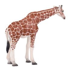 Žirafa Mojo samica