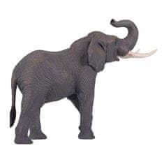 Afriški slon Mojo