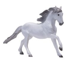 Mojo Luzitanski beli konj