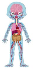 Janod Človeško telo Puzzle 3v1 (50,75,100 kosov)