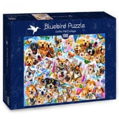 BLUEBIRD Puzzle Živalski selfie kolaž 1000 kosov