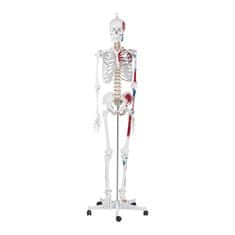 NEW Anatomski model človeškega okostja 180 cm + Anatomski plakat