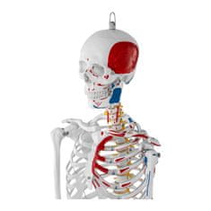 NEW Anatomski model človeškega okostja 180 cm + Anatomski plakat