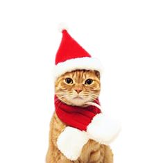 Dollcini Oblačila za mačke, božična kapa, za hišne ljubljenčke, M 30