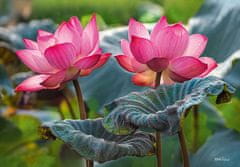 Cherry Pazzi Sestavljanka Rožnati lotosovi cvetovi 500 kosov