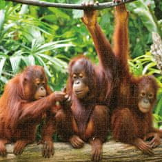 Colorbaby Sestavljanka Puzzle Colorbaby Orangutan 6 kosov 68 x 50 x 0,1 cm