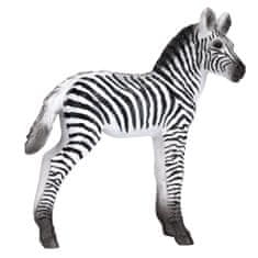 Mojo Zebra mladič