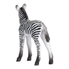 Mojo Zebra mladič
