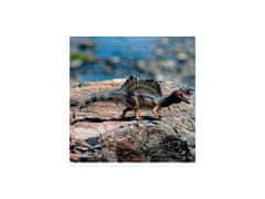 Schleich SLH15009 Schleich Dinosaurus - Dinozaver Spinozaurus, figurica za otroke od 4 let 