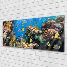 tulup.si Slika na akrilnem steklu Barrier reef narava 125x50 cm 4 obešalnika