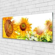 tulup.si Slika na akrilnem steklu Sončnica flower rastlin 125x50 cm 2 obešalnika