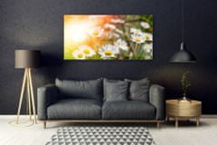 tulup.si Slika na akrilnem steklu Marjetice flowers rays 140x70 cm 2 obešalnika