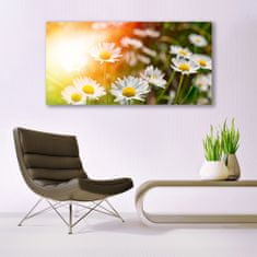 tulup.si Slika na akrilnem steklu Marjetice flowers rays 140x70 cm 2 obešalnika