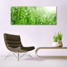 tulup.si Slika na akrilnem steklu Narava grass drops 125x50 cm 4 obešalnika