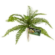 Zoo Med okrasna rastlina za terarij, Sword Fern