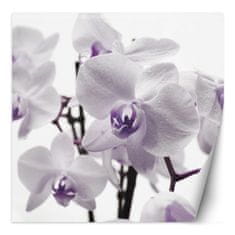 shumee Stenska poslikava, Vijolična orhideja z roso na cvetnih listih - 100x100