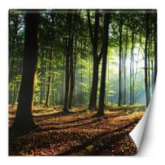 shumee Stenska poslikava, gozd drevesa sončni žarki narava - 100x100