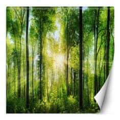 shumee Stenska poslikava, gozd drevesa sončni žarki narava - 100x100