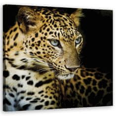 shumee Slika na platnu, Veličastni leopard - 50x50