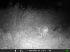 Oxe Lovska kamera Gepard II in klasični daljnogled FOMEI 7-21x40 ZCF Zoom + 32GB SD kartica in 4 baterije!