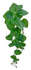 Shishi Vejica peperomije zeleno-bela 54 cm