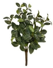 Shishi Grm Phytonia zeleno - bel 30 cm