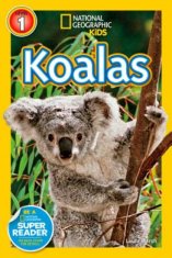 Laura Marsh - Koalas