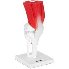 NEW 3D anatomski model kolenskega sklepa v merilu 1:1