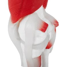 NEW 3D anatomski model kolenskega sklepa v merilu 1:1