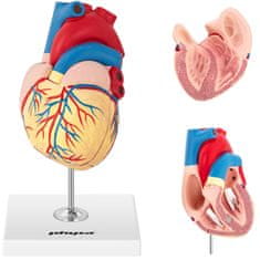 NEW 3D anatomski model človeškega srca