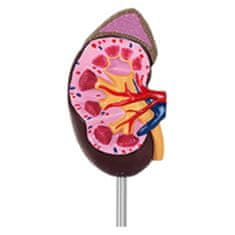 Noah 3D anatomski model ledvic v merilu 1:1