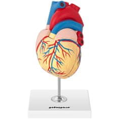 NEW 3D anatomski model človeškega srca