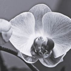 BigBuy Platno Orhideja 65 x 2 x 95 cm Cvet