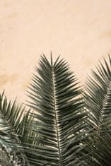 Pelcasa Palm Leaves And Wall_1 - 70x100 cm 