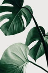 Pelcasa Monstera Natural 42 - 21x30 cm 