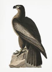 Pelcasa Great American Sea Eagle From Birds Of America (1827) - 30x40 cm 