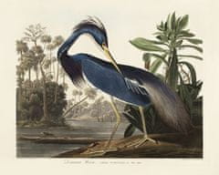 Pelcasa Louisiana Heron From Birds Of America (1827) - 70x100 cm 