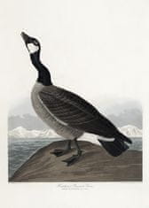 Pelcasa Hutchins'S Barnacle Goose From Birds Of America (1827) - 30x40 cm 