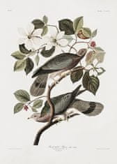 Pelcasa Brand Tailed Pigeon From Birds Of America (1827) - 70x100 cm 