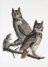 Pelcasa Great Horned Owl From Birds Of America (1827) - 30x40 cm 