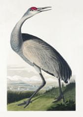 Pelcasa Hooping Crane From Birds Of America (1827) - 50x70 cm 