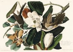 Pelcasa Black Billed Cuckoo From Birds Of America (1827) - 50x70 cm 