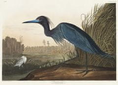 Pelcasa Blue Crane Or Heron From Birds Of America (1827) - 50x70 cm 