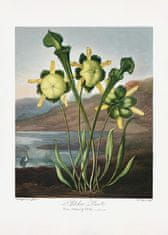 Pelcasa Pitcher Plant From The Temple Of Flora (1807) - 21x30 cm 